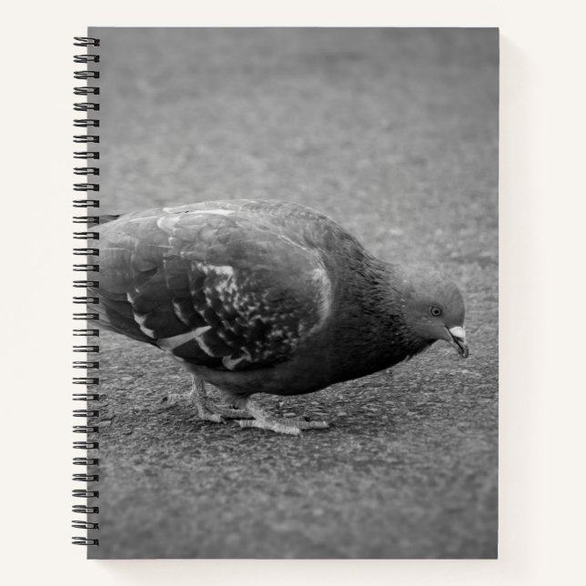 Cahier en spirale Pigeon  (Devant)