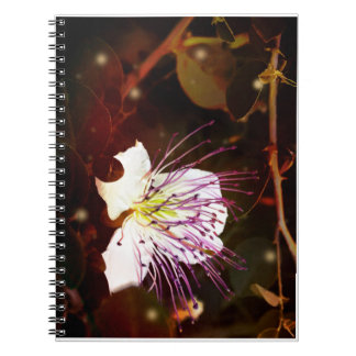 Cahier Fleur de Câprier Vintage Palestine Rêveur
