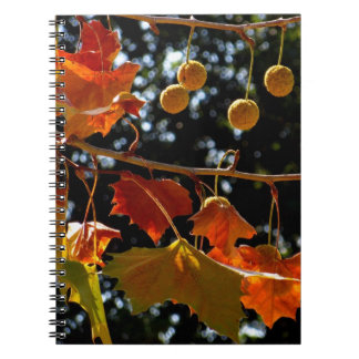 Cahier / Journal personnel - Sycomore et automne