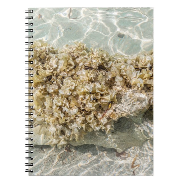 Cahier photo spirale Algas (Devant)