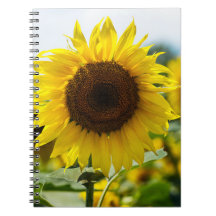 Cahier - Tournesol Isolé