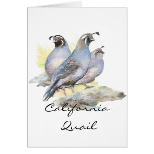 Cailles de Californie originales d'aquarelle.