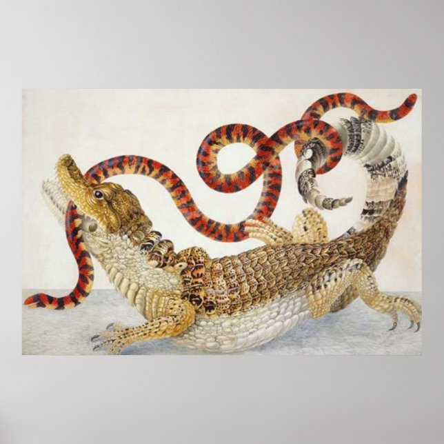 caïmans mangeant une affiche de serpent (Devant)