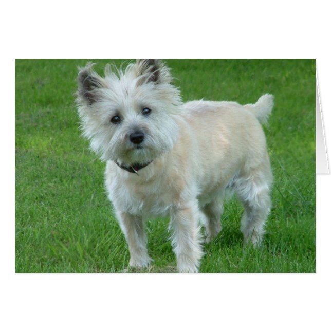 Cairn Terrier (Devant horizontal)