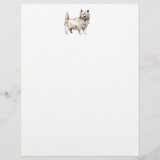 Cairn Terrier (Devant)