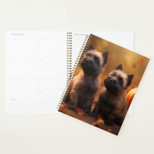 Cairn Terrier Chiot Automne Citrouille de plaisir