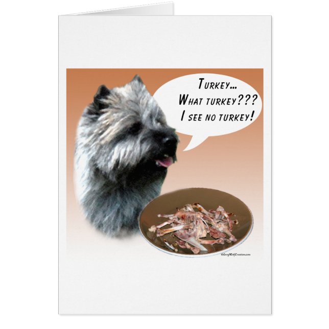 Cairn Terrier Turquie (Devant)