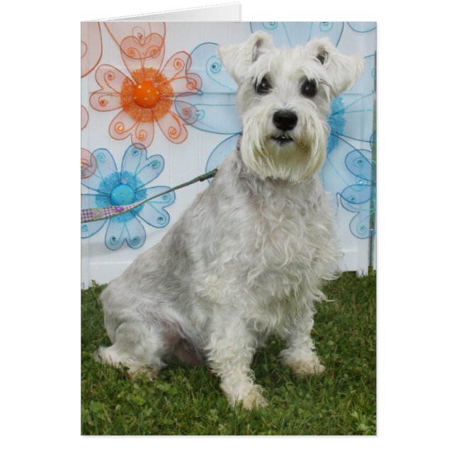 Caitlin - Schnauzer (Devant)