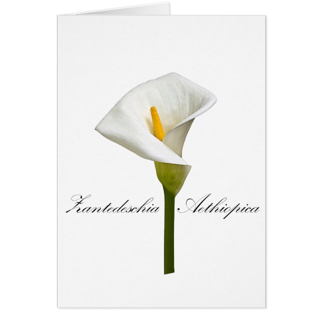 Cala Lily (Devant)