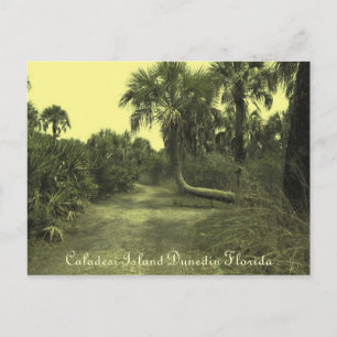 Caladesi Island Dunedin Fl Carte postale