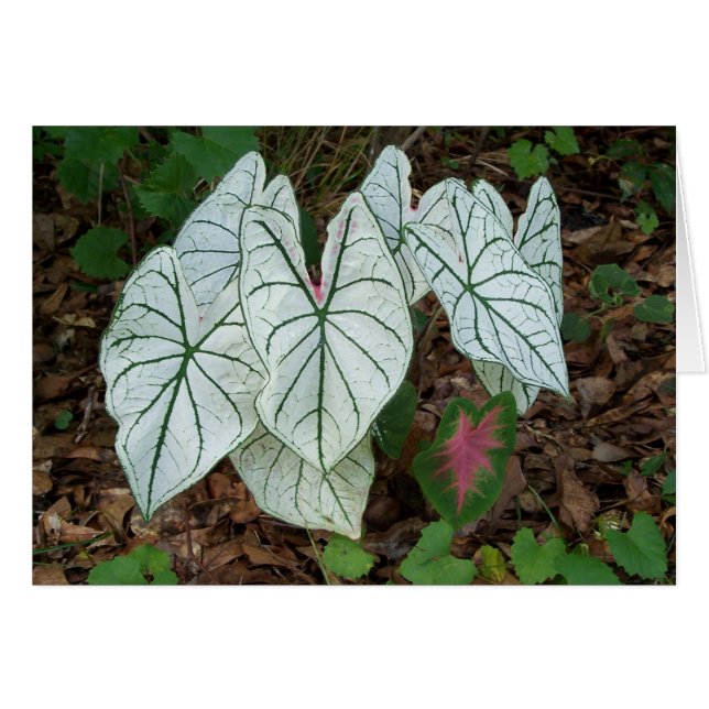 Caladium blanc (Devant horizontal)