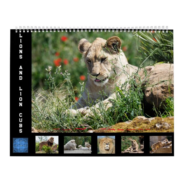 Calendrier 12 mois Famille Lion (Protection)