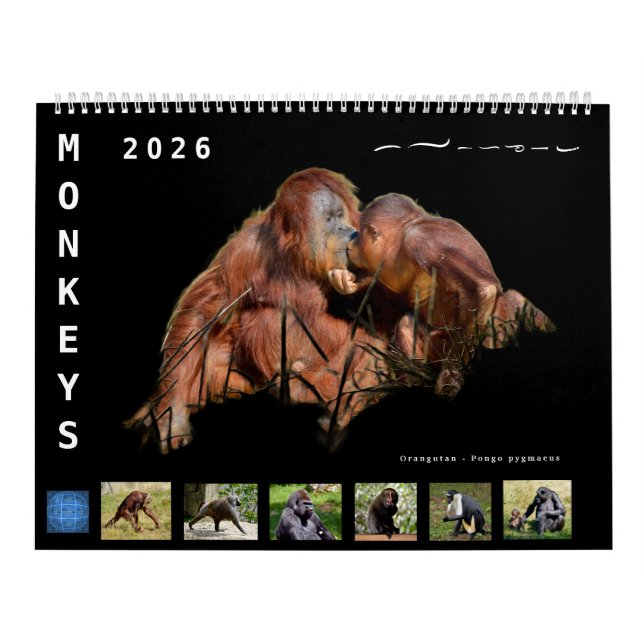 Calendrier 12 month calendar monkeys  (Protection)