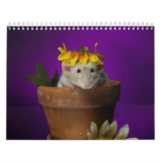 calendrier 2011 de rat