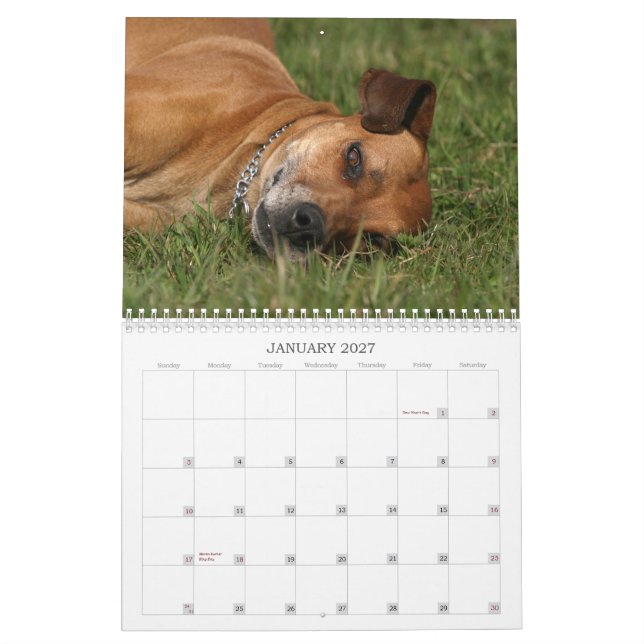 Calendrier 2011 de Rhodesian Ridgeback (Jan 2027)
