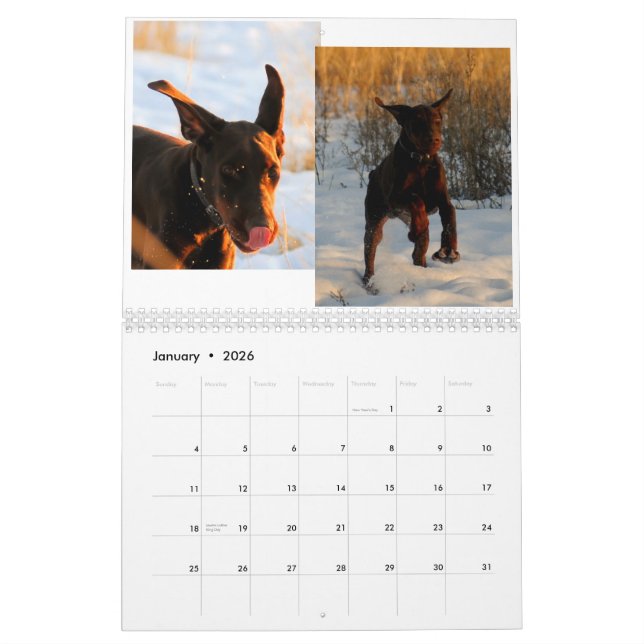 Calendrier 2012 de chiot de dobermann (Jan 2026)