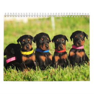 Calendrier 2013 de chiot de dobermann