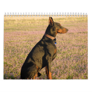 Calendrier 2013 de dobermann