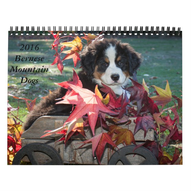 Calendrier 2016 de chien de montagne de Bernese (Protection)
