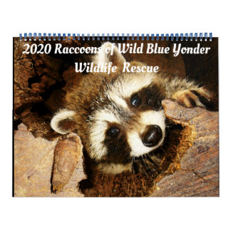 Calendrier 2020 Raccoons of Wild Blue Yonder Wildlife Secourt
