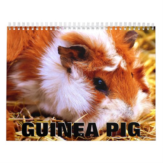 Calendrier 2021 De La Muraille De Cochons De Guine Zazzle Fr calendrier 2021 cochon