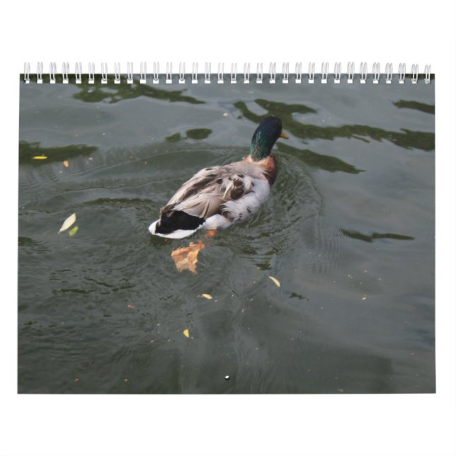 Calendrier 2022 des Canards sauvages (Protection)