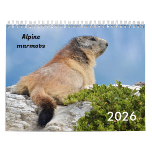 Calendrier 2023 des marmottes alpines