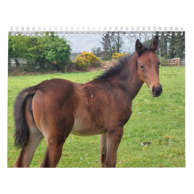Calendrier 2023 Mares et poulains de race Thorough (Protection)