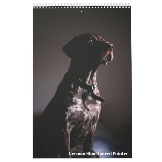 Calendrier 2024 du Pointer allemand à poil court C (Protection)