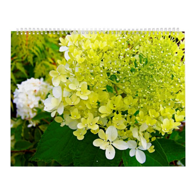 Calendrier 2025 My Rubio Garden Elegant Hydrangeas (Protection)