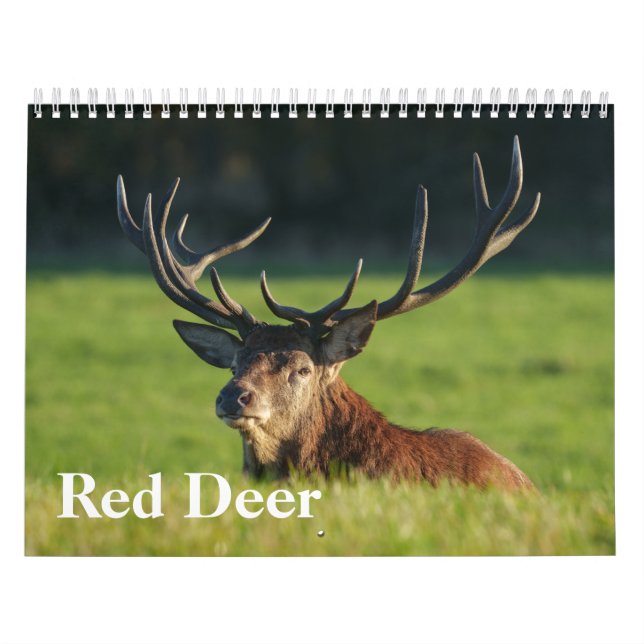 Calendrier 2026 Captivant Red Deer (Protection)