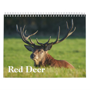 Calendrier 2026 Captivant Red Deer
