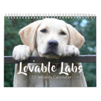 2026 Lovable Labrador Retriever Dog