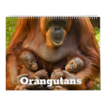 2026 Orangutan Treasures : Une année de gentils gé
