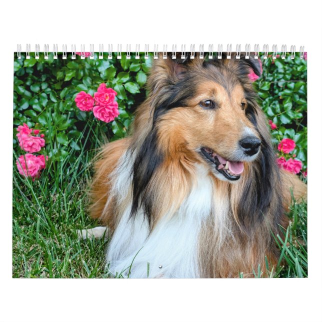 Calendrier 2026 Sheltie Calendar (Protection)