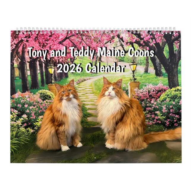 Calendrier 2026 Tony and Teddy Maine Coons Calendar (Protection)
