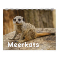 2026 Une année avec Meerkats