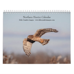 Calendrier 2027 Busard Saint-Martin Oiseaux de Proie
