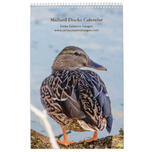 Calendrier 2027 Canards colverts de New York Faune