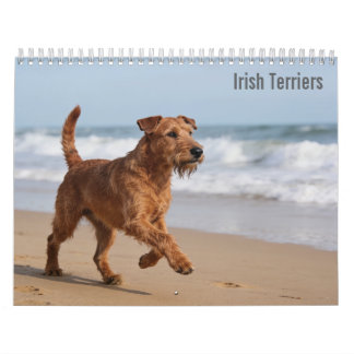 Calendrier 2027 du Terrier Irlandais