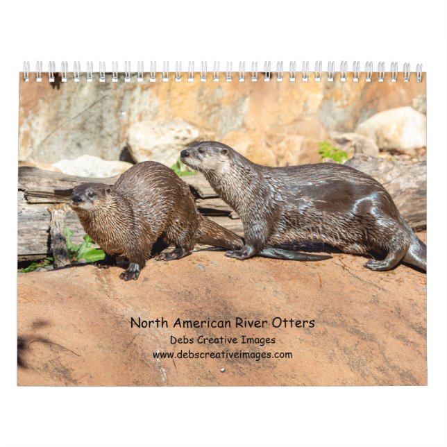 Calendrier 2027 Loutres d'Amérique du Nord | Faune (Protection)