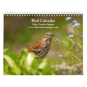 Calendrier 2027 Oiseaux de Toutes Plumes Oiseaux d'Amérique