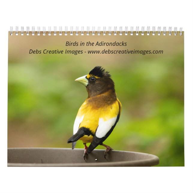 Calendrier 2027 Oiseaux des Adirondacks | Oiseaux chanteurs (Protection)