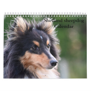 Calendrier 2027 Shetland Sheepdog