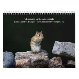 Calendrier 2027 Tamias des Adirondacks   Faune forestière