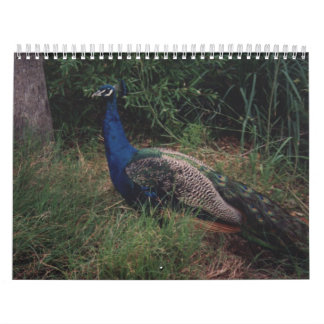 Calendrier 5 d'oiseau