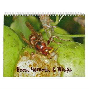 Calendrier - Abeilles, frelons et guêpes