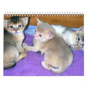 Calendrier abyssinien de chats