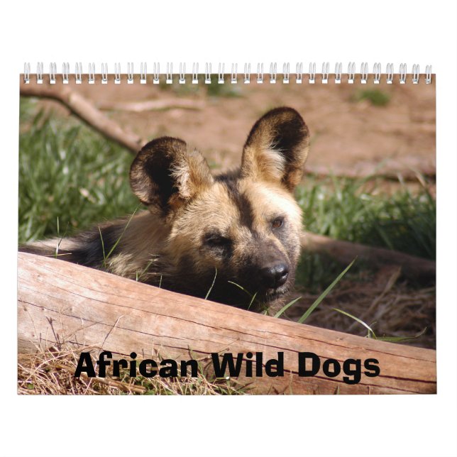 Calendrier africain de chiens sauvages, chiens (Protection)
