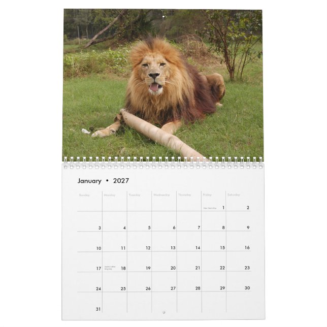 Calendrier africain de lions, lion africain (Jan 2027)
